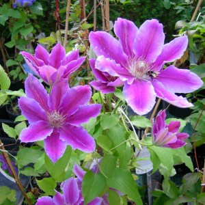 Powojnik (Clematis) Dr Ruppel c2 zdjęcie 1