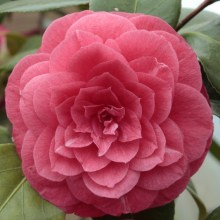 Kamelia japońska (Camellia japonica) Principessa Baciocchi zdjęcie 1