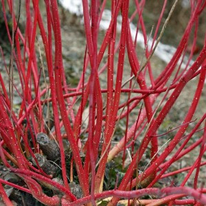 Dereń biały (Cornus alba) Elegantissima c2 zdjęcie 1
