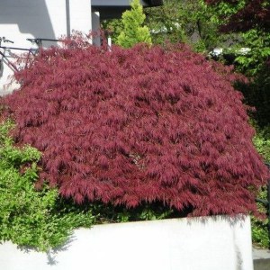 Klon palmowy szczepiony (Acer) Dissectum Garnet c7,5 zdjęcie 1