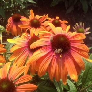 Jeżówka purpurowa (Echinacea) Rainbow Marcella zdjęcie