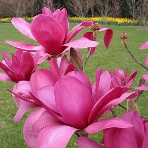 Magnolia Vulcan szczepiona c5 zdjęcie 1