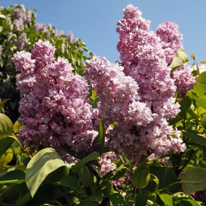 Bez - lilak pospolity (Syringa) General Pershing c3 zdjęcie 1