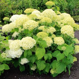 Hortensja drzewiasta (Hydrangea arbor.) Bounty c5 zdjęcie 1