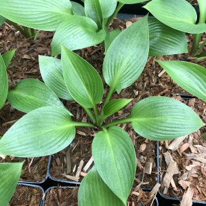 Funkia (Hosta) Devon Green zdjęcie 1