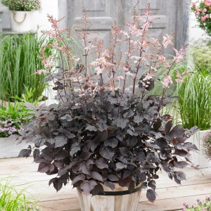 Tawułka pojedynczolistna (Astilbe simplicifolia) Aphrodite c2 zdjęcie