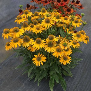 Jeżówka purpurowa (Echinacea) Kismet Yellow zdjęcie 1