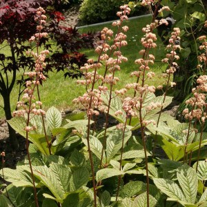 Rodgersia pierzasta (Rodgersia pinnata) Hercules zdjęcie 1