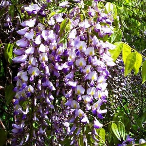 Glicynia (Wisteria) Royal Purple zdjęce 1