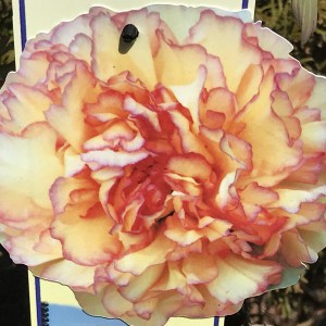 Piwonia drzewiasta (Paeonia suffruticosa) odm. chińska pomarańczowa zdjęcie 1