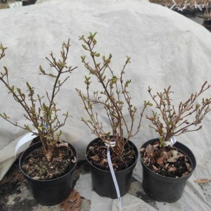 Kalina bodneńska (Viburnum bodnanense) Dawn c2 zdjęcie 1
