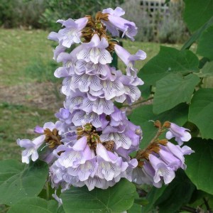 Paulownia puszysta (Paulownia tomentosa) cesarskie drzewko szczęścia c2 zdjęcie 1