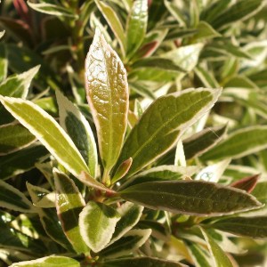 Pieris japoński (Pieris japonica) Little Heath c1 zdjęcie 1