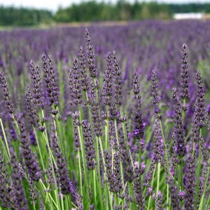 Lawenda pośrednia (Lavandula intermedia) Grappenhall zdjęcie 1