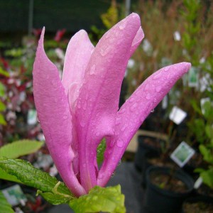 Magnolia Susan - kwitnie dwa razy w roku c1 zdjęcie 1