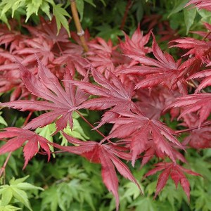 Klon palmowy (Acer palmatum) Trompenburg c3 zdjęcie 1
