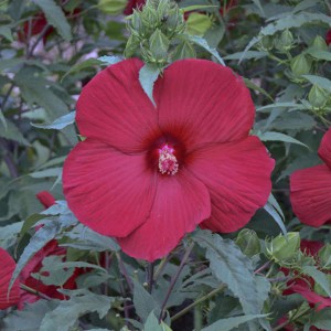 Hibiskus bylinowy (Hibiscus moscheutos) My Valentine zdjęcie 5