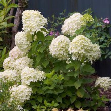 Hortensja bukietowa (Hydrangea paniculata) Little Lime zdjęcie 1