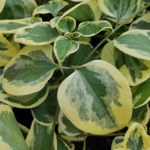 Barwinek większy (Vinca major) Expoflora zdjęcie 1