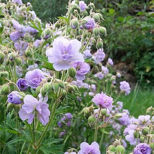 Bodziszek łąkowy (Geranium pratense) Cloud Nine zdjęcie 1
