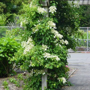 Hortensja pnąca (Hydrangea petiolaris) zdjęcie 1