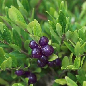 Suchodrzew chiński (Lonicera pileata) Moss Green zdjęcie 1
