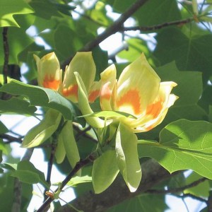 Tulipanowiec amerykański (Liriodendron) rozwinięte kwiaty pośród liści