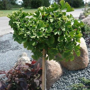 Miłorząb japoński (Ginkgo biloba) Mariken na pniu c7 zdjęcie 1