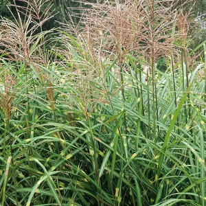 Miskant chiński (Miscanthus sinensis) Cut One zdjęcie 1