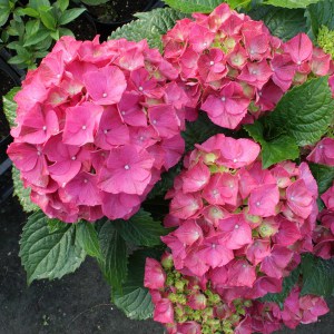 Hortensja ogrodowa (Hydrangea) Glowing Embers c2 zdjęcie 1