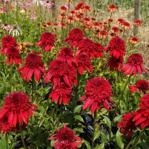 Jeżówka purpurowa (Echinacea) Eccentric zdjęcie 1