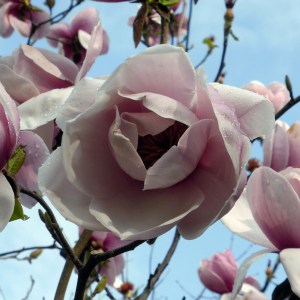 Magnolia Atlas c3 zdjęcie 1