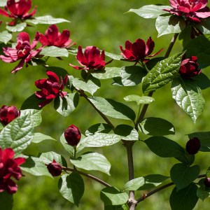 Kielichowiec Raulstona (Calycanthus raulstoni) Hartlage Wine c1 zdjęcie 1