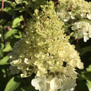 Hortensja bukietowa (Hydrangea) Mont Blanc c3 zdjęcie 1