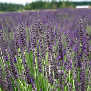 Lawenda pośrednia (Lavendula intermedia) Grosso c1,5 zdjęcie 1