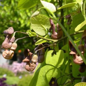 Kokornak wielkolistny (Aristolocha macrophylla) zdjęcie 1