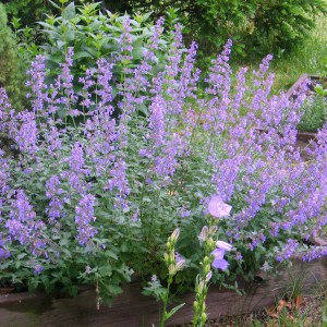 Kocimiętka (Nepeta racemosa) Walker's Low 1