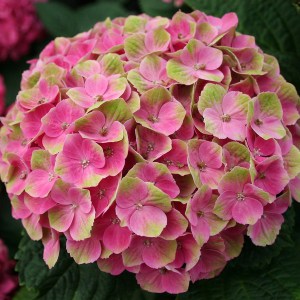 Hortensja ogrodowa (Hydrangea macrophylla) Amethyst c3 zdjęcie 1
