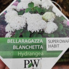 Hortensja drzewiasta (Hydrangea arborescens) Bellaragazza Blanchetta c3 zdjęcie 1