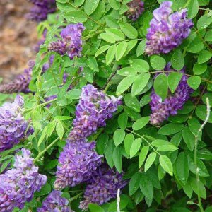 Wisteria amerykańska (Wisteria frutescens) Longwood Purple c2 zdjęcie 1
