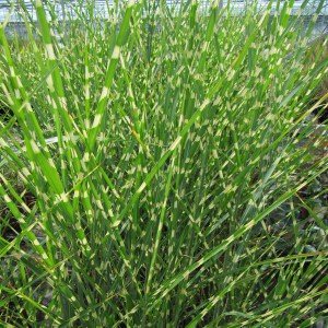 Miskant chiński (Miscanthus sinensis) Zebrinus zdjęcie 1