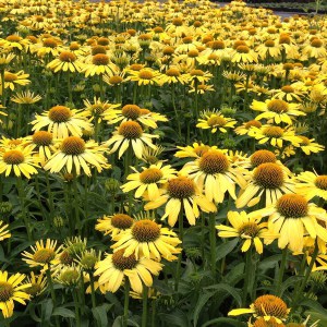 Jeżówka purpurowa (Echinacea) Cleopatra zdjęcie