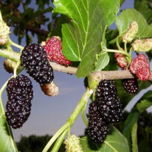 Morwa czarna (Morus nigra) All Seasons c2 zdjęcie 1