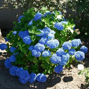 Hortensja ogrodowa niebieska (Hydrangea macrophylla) Nikko Blue zdjęcie