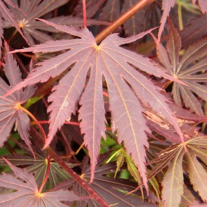 Klon Shirasawy (Acer shirasawum) Jasemin c3 zdjęcie 1