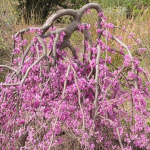 Judaszowiec kanadyjski (Cercis canadensis) Covey c4 zdjęcie 1