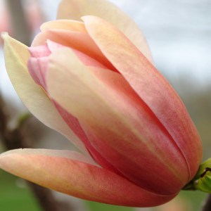 Magnolia Coral Lake c4 zdjęcie 1