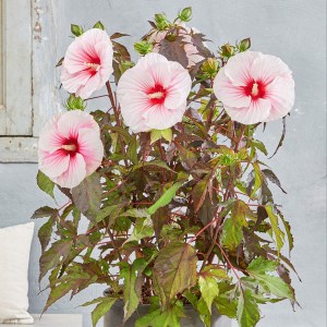 Hibiskus bylinowy (Hibiscus moscheutos) Carousel Pink Candy zdjęcie 1