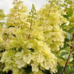 Hortensja bukietowa (Hydrangea) Candlelight c3 krzew zdjęcie 1