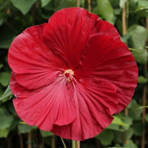 Hibiskus bylinowy (Hibiscus moscheutos) Cranberry Crush zdjęcie 1